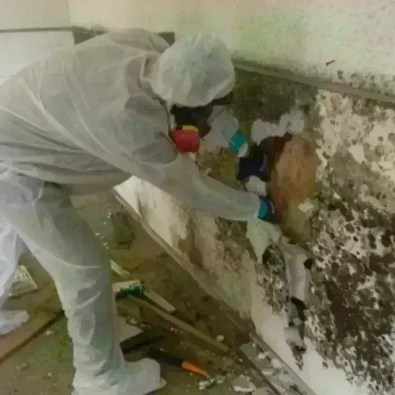 Mold Remediation and Removal in Dalhart, TX